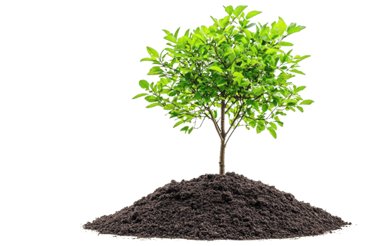 Young green tree growing from soil mound, symbolizing growth, nature, and sustainability. Isolated on a transparent background. png
