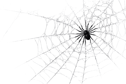 Detailed spider web close-up, showcasing intricate design of nature. Ideal for Halloween, arachnid studies, and web-themed designs. png