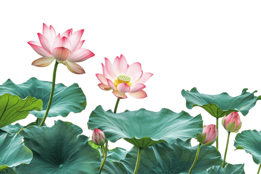Beautiful pink lotus flowers with lush green leaves, showcasing the serenity and elegance of nature in full bloom. png