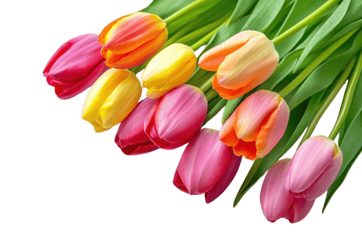 Vibrant bouquet of pink, yellow, and orange tulips. Perfect for spring, gardening, and floral themes. High-quality botanical stock photo. png