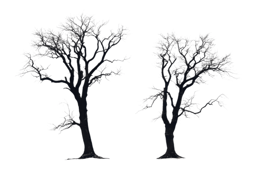 Two detailed black and white silhouette images of tall trees with branches and foliage. High-resolution nature illustration perfect for various designs. png