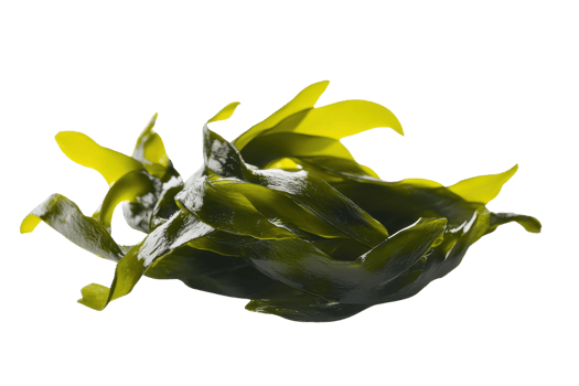 Fresh green seaweed isolated on transparent background. ideal for organic food ingredients and natural health supplements. png