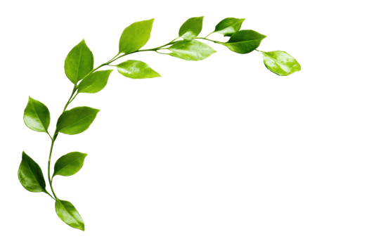 Elegant green plant branch with fresh leaves in a semi-circle arrangement, isolated on a transparent background. Ideal for nature and botanical projects. png