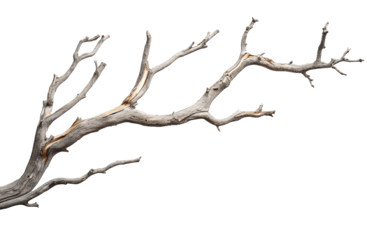 Dry tree branch isolated on transparent background. perfect for natural, rustic or organic design elements. png