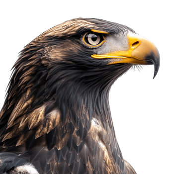 An eagle with a yellow beak and black feathers png
