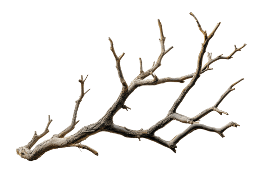 High-resolution image of a dry, leafless tree branch isolated on a transparent background. Ideal for nature, design, or creative projects. png