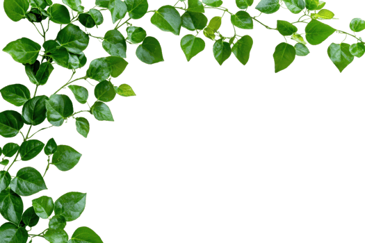 Lush green foliage forming a natural frame with vibrant, glossy leaves against a transparent background, perfect for design elements and backgrounds. png