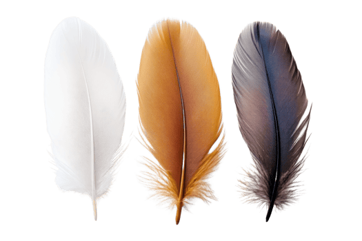 Close-up of three colorful feathers, arranged in a row - white, brown, and gray. Ideal for nature, texture, and background concepts. png