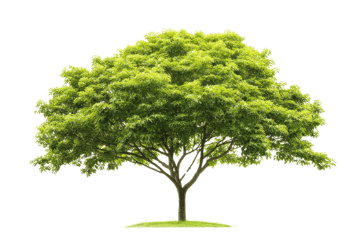 Beautiful lush green tree isolated on transparent background. showcasing nature's splendor and vibrant foliage. png
