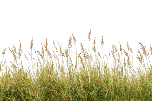 Tall grass against a clear sky background in natural light, perfect for outdoor, nature, or landscape themed designs. png