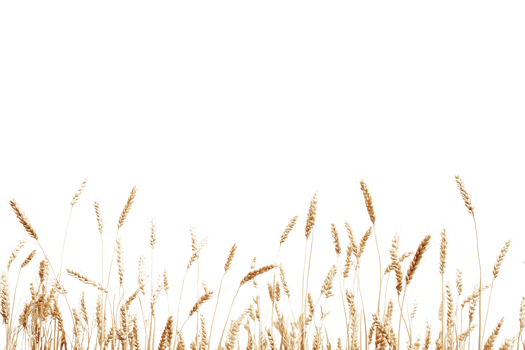 Close-up of golden wheat stalks isolated on transparent background. perfect for agricultural and nature-themed projects and designs. png
