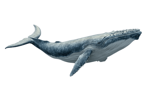 High-resolution image of a majestic blue whale swimming. Perfect for educational content, marine biology, and wildlife stock photos. png