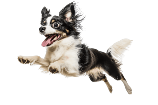 Energetic small dog mid-jump, displaying a playful and joyful demeanor. Perfect for pet, animal, and motion-related themes. png
