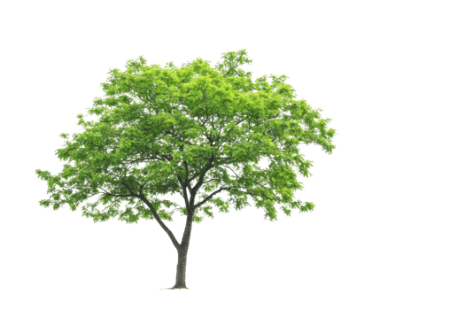 A beautiful, lush, green tree with dense foliage and a sturdy trunk standing alone on a transparent background. perfect for nature and landscaping themes. png
