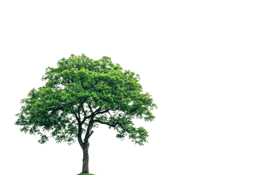 An isolated green tree with a lush canopy set against a transparent background, perfect for design projects and nature-themed graphics. png