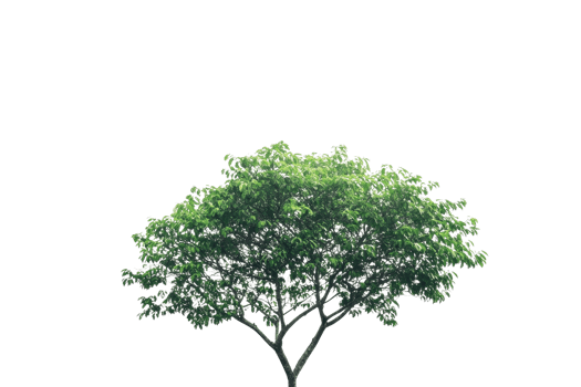 Beautiful isolated green tree with lush foliage and multiple branches against a transparent background, perfect for design projects. png