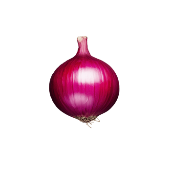 Single fresh red onion with glossy skin on a transparent background png