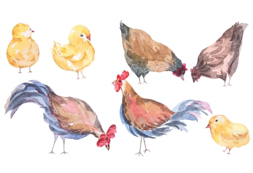 Illustration of a rooster, hen, Chicken, drawn in watercolor.Poultry.Cute animal.Yellow chick. vector