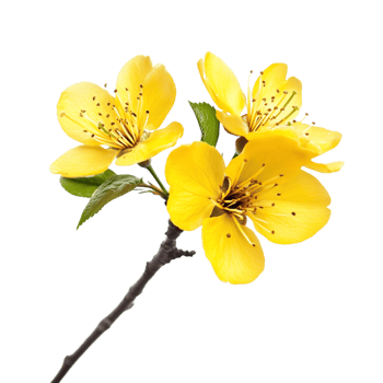 A Branching Cherry Blossom Yellow Flower Isolated Against Transparent Background png