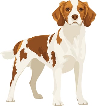 cute simple Brittany Spaniel clipart vector