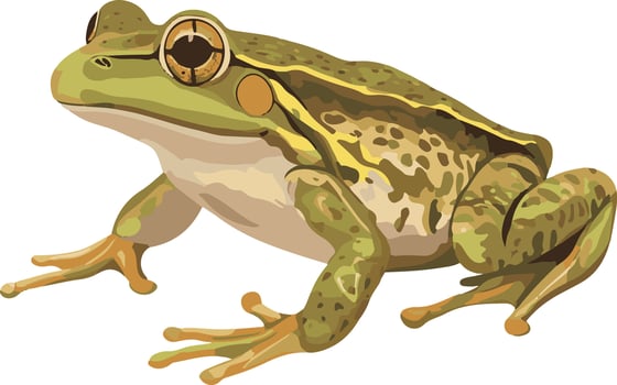 cute simple bullfrog clipart vector