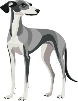 cute simple Greyhound clipart vector