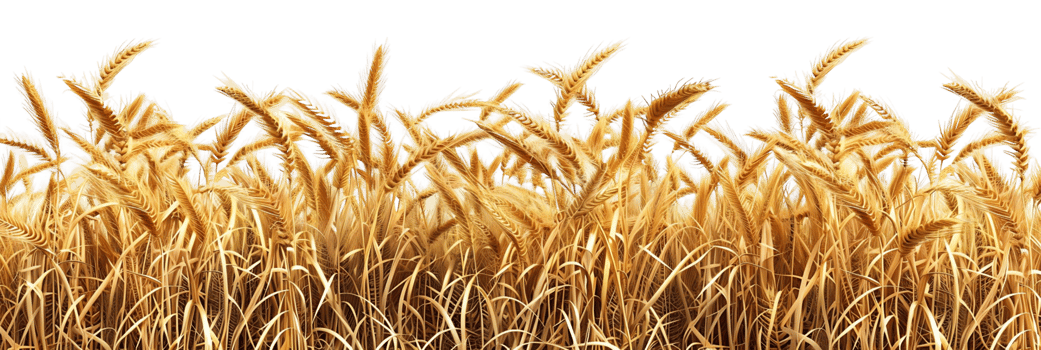 Wheat Field Border Cutout on Clear Background png