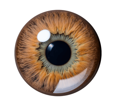 An image of a brown human eye with a transparent background png