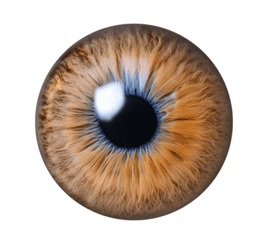 an image of a human eye with a blue iris isolated object png