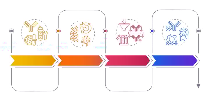 Antibody production process rectangular infographics. Phage display. Antibody purification. Visualization template 5 options. Horizontal flowchart with line icons vector