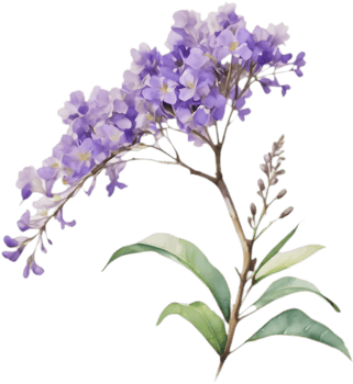 Jacaranda watercolor clipart with artistic floral beauty. . png