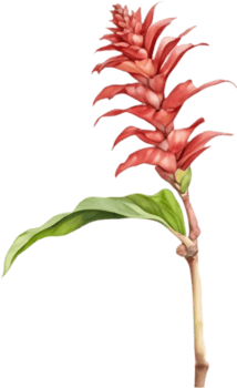 Vibrant Botanical Red Ginger in Watercolor. . png