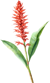Nature-Inspired Red Ginger Flower Painting Clipart. . png