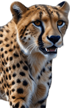 Striking Cheetah Clipart for Wildlife Photography and Art. . png