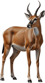 Majestic Impala Clipart for Nature and Wildlife Illustrations. . png