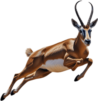 Beautiful Springbok Clipart for Environmental Awareness Campaigns. . png
