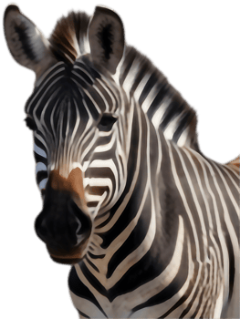 Professional zebra clipart for businesses and presentations. . png