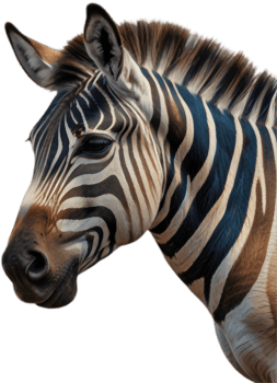 Downloadable zebra clipart for websites and presentations. . png