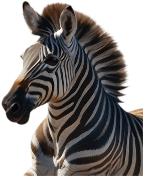 Beautiful zebra illustration for digital design projects. . png
