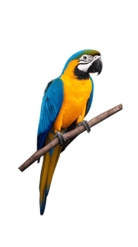 Colorful scarlet macaw parrot on a branch, isolated on transparent background png