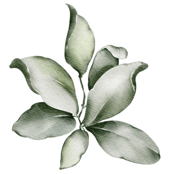 Watercolor green leaf mint, single on isolated background. Hand drawn fresh plant. Botanical elements foliage for icon or logo. png