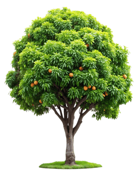 A large tree with oranges on it png