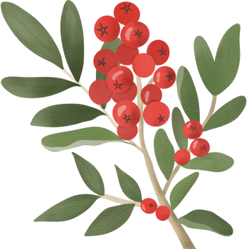 Watercolor illustration of a branch with red berries and green leaves. png
