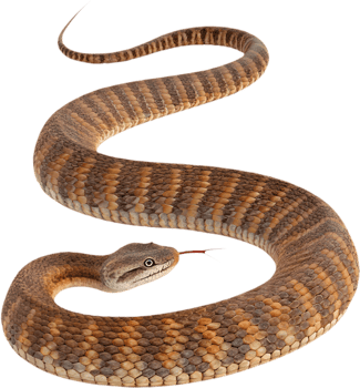 Close-Up Death Adder Snake Digital Art. . png