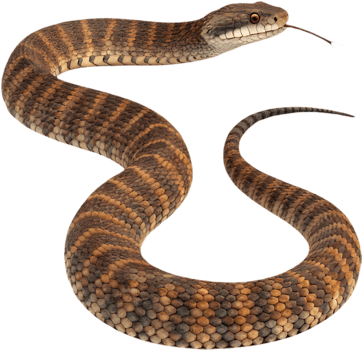 Realistic Death Adder Snake Clipart for Educational Projects. . png