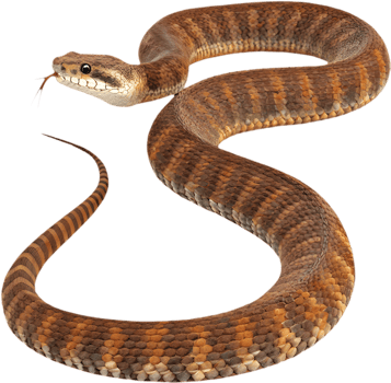 High-Quality Death Adder Illustration for Wildlife Enthusiasts. . png