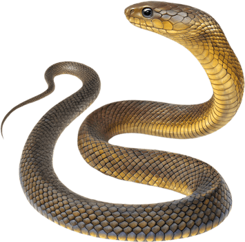 Realistic Inland Taipan Clipart in Striking Coiled Pose. . png