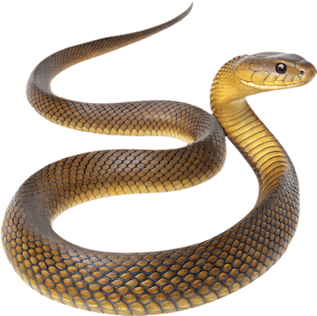 Realistic Inland Taipan Clipart with Detailed Scale Patterns. . png