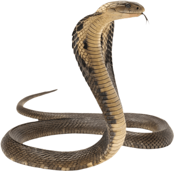 Realistic King Cobra Clipart for Nature-Themed Illustrations. . png