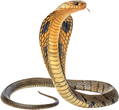 Captivating King Cobra Clipart in Striking Hood Pose. . png